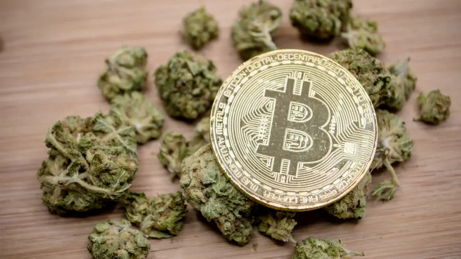 Cripto e cannabis: un connubio per superare le barriere burocratiche